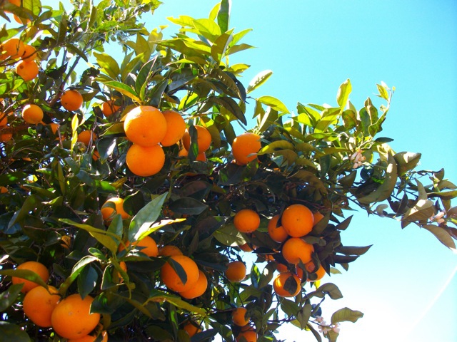 Orangen vor der Terrasse zum Ernten