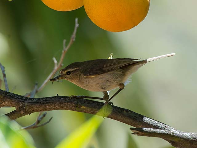 Vogel im Orangenbaum
